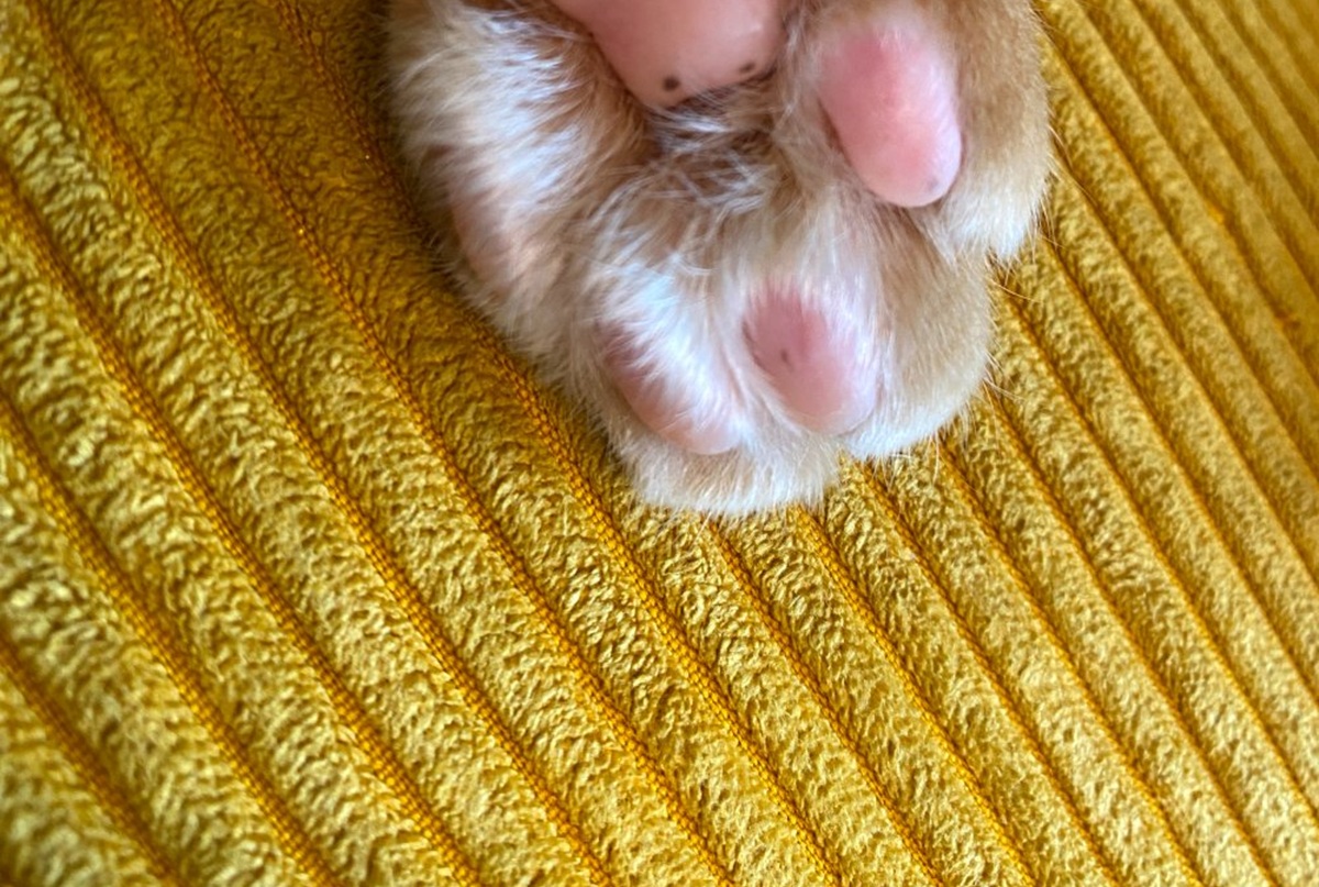 愛猫の肉球をふと見ると……　まさかの生き物を発見→227万表示の光景に「ほんとだ！！」「うあっ」（1/3） | 猫 ねとらぼ