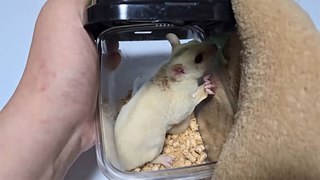 背中に傷があります