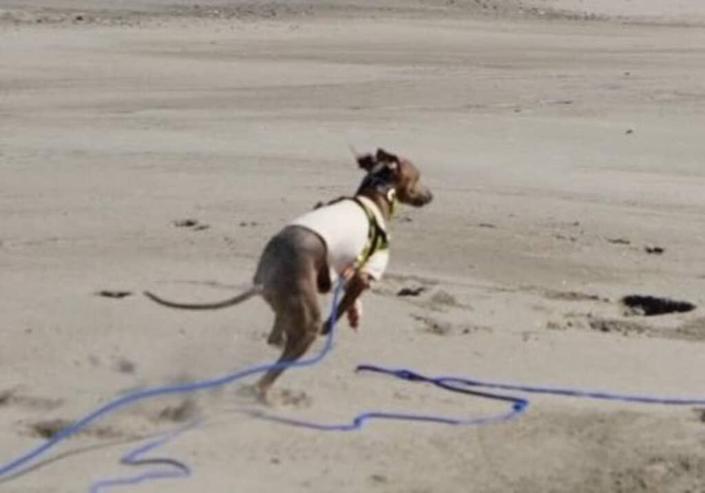 走るスピードが小型犬最速クラスのイタリアン・グレイハウンド