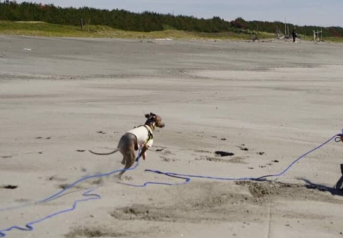 散歩中、“小型犬最速クラス”の愛犬に挑んだら……「マンガですか!?」「大丈夫？」　とんでもない光景が210万表示（1/3） | 犬 ねとらぼ