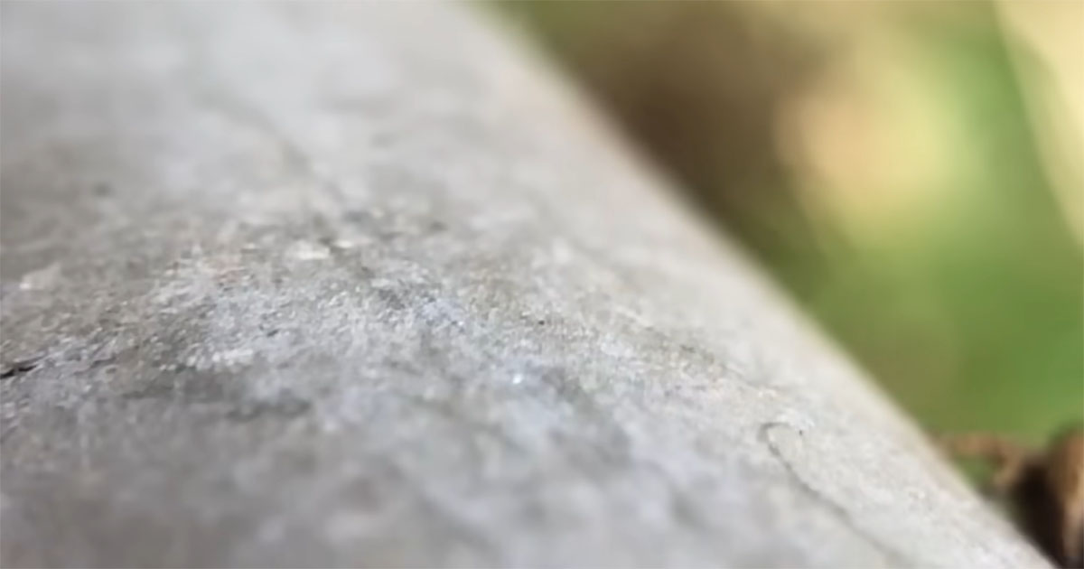 公園で出会った“頭ぺちゃんこの生物”→育ててみたら……「なにこの子！」　不思議な光景に「愛くるしいね」（1/3） | その他生き物 ねとらぼ