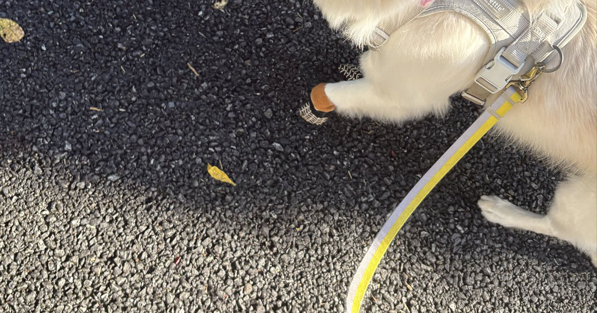 散歩中、警備員さんが「はいワンコ通りまーす」→愛犬を見てみると……　「心をわしづかみ」「好きすぎる」と460万表示（1/3） | 犬 ねとらぼ