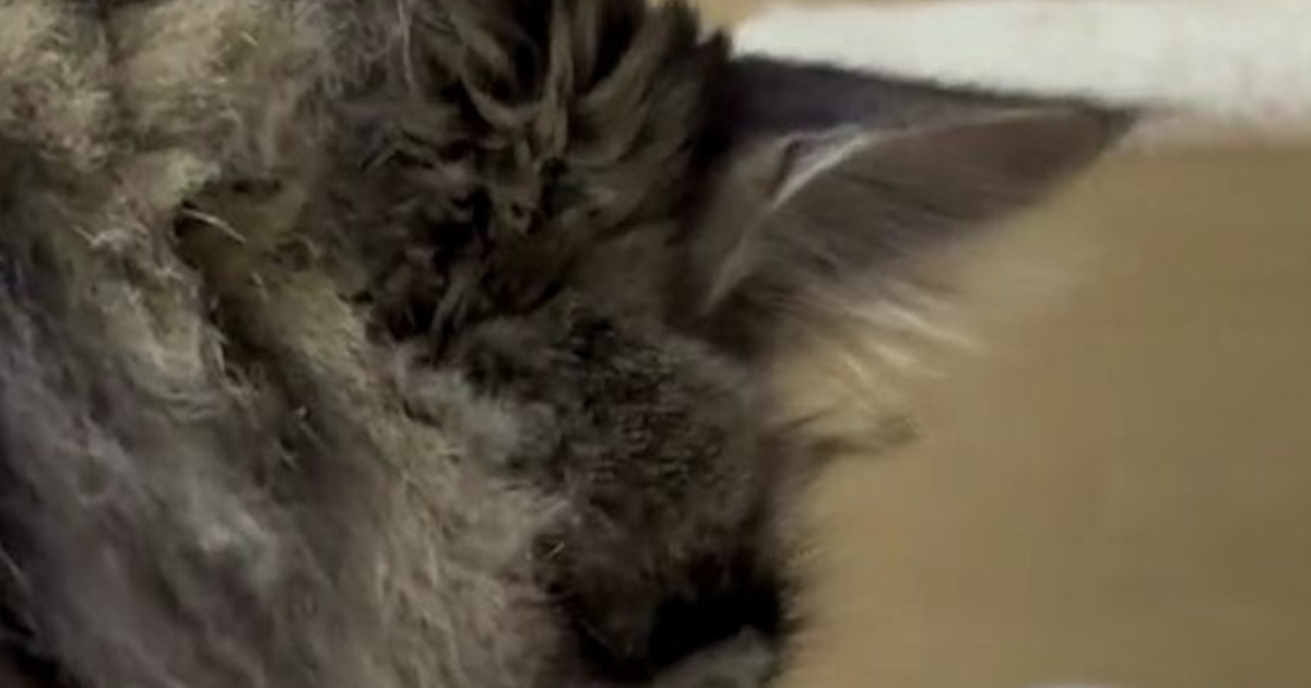 給水器の前にいる1歳ニャンコ、水を飲むと……　「上級者すぎでしょwwww」　まさかの光景に「職人みたい」（1/3） | 猫 ねとらぼ