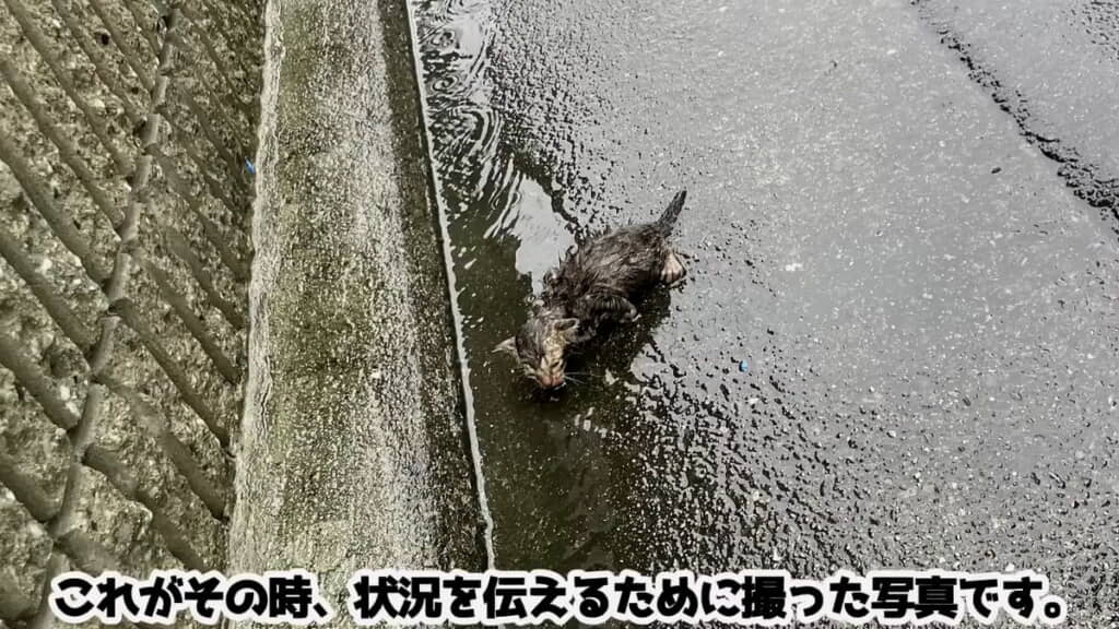 猫かどうかも分からないほど……