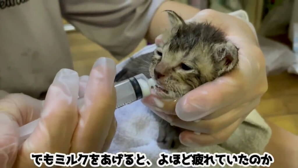 保護出来て良かった