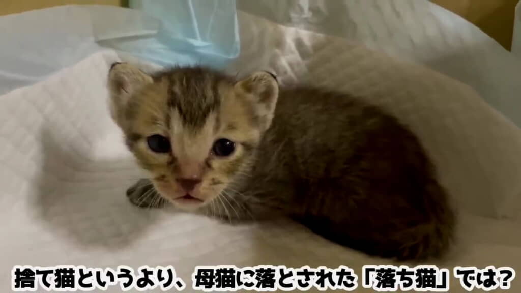 捨てられたのではなく落ちていた!?