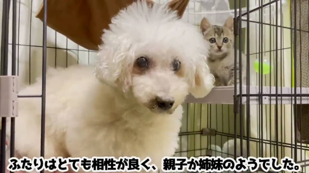 先住犬とは親子か姉妹のよう