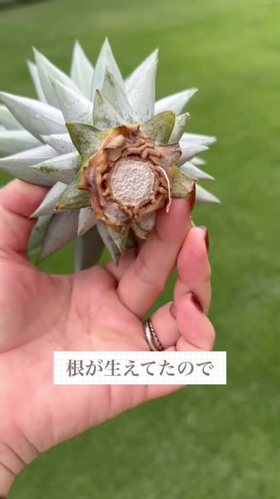 根が生えてきたので