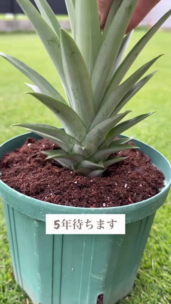 また植えてみることに