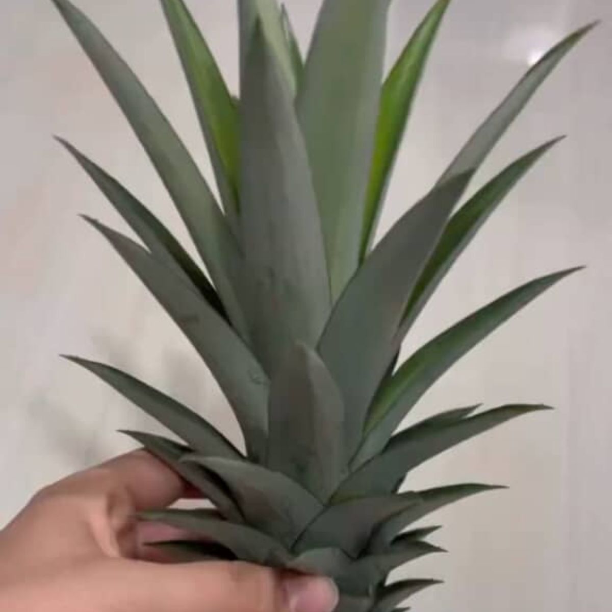 コストコでパイナップルを買ったママ→ヘタを捨てず、5年も育て続けたら……　まさかの光景に「うっそー！」「宝石のよう」 | ライフスタイル ねとらぼ