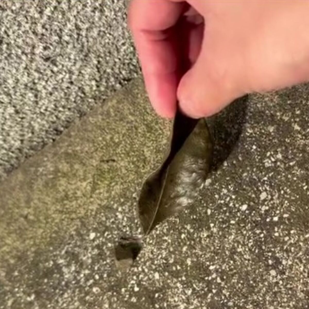 駐車場で見つけた石っぽい“何か”→ツンツンしたら動いて……　まさかの正体に「いやー!!」「生きてるの!?」と1096万再生 | ライフスタイル ねとらぼ