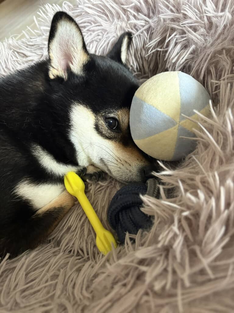 おもちゃと一緒にスヤスヤ