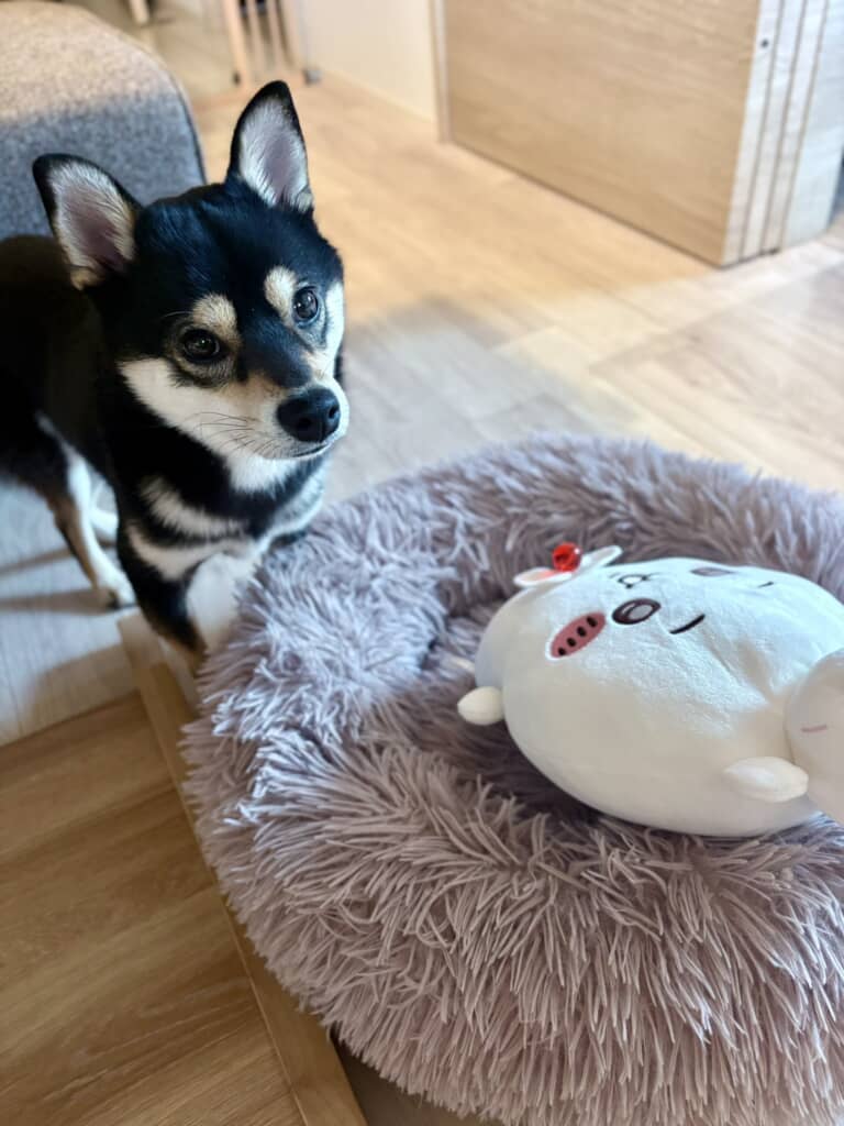 ちいかわに寝床を占領された！