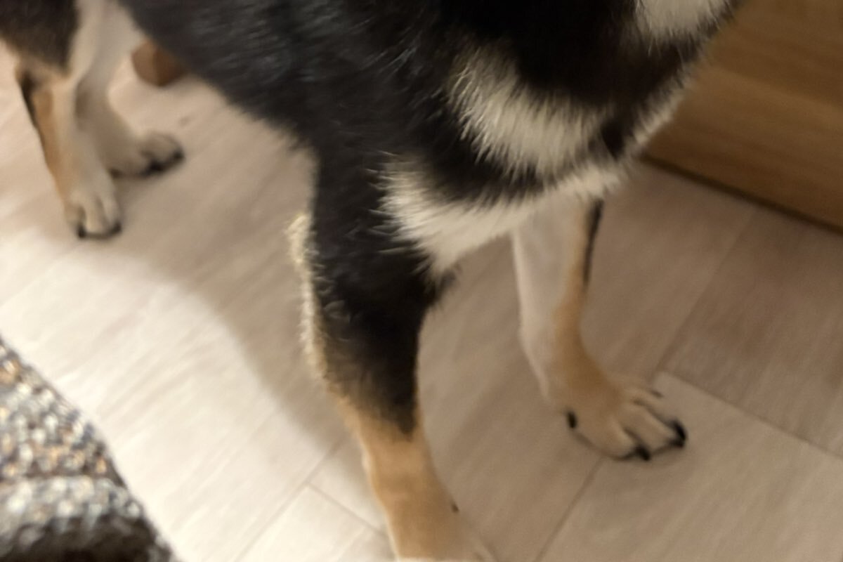 プロ「本当に柴犬？」→飼い主「たぶん……」　見た人全員が混乱する“衝撃の姿”に「柴犬界の橋本環奈か…」　 | 犬 ねとらぼ