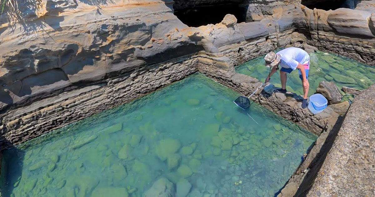 昔いけすだった“海のプール”→岩を動かしたら……　潜んでいた巨大モンスターに「ロマンある」「ワクワクします！」（1/3） | その他生き物 ねとらぼ