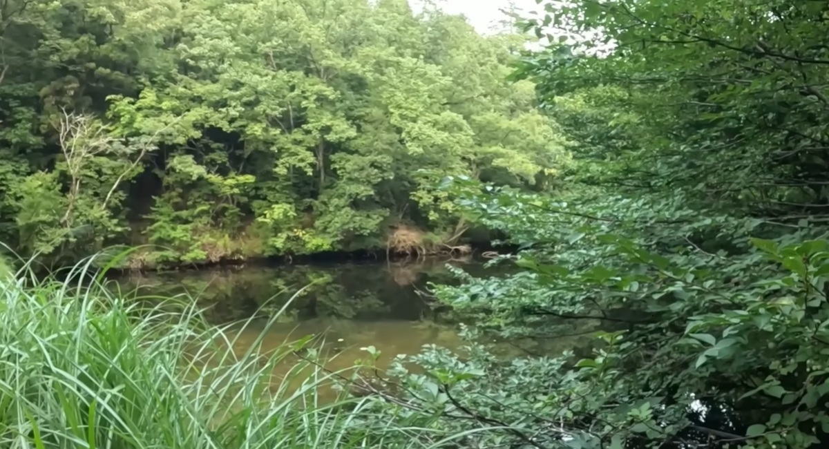 ブラックバスを根絶した池→約1年後の今は……　思わぬ光景に「天国すぎる！」「素晴らしすぎますよ！」（1/3） | その他生き物 ねとらぼ