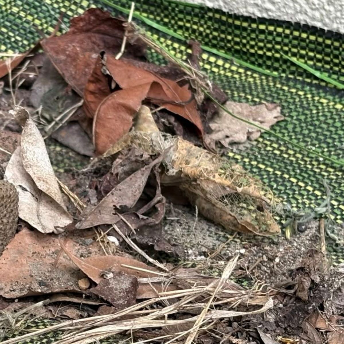 庭のプランターどかしたら→落ち葉がカサッと動き……　こちらを睨む“肉食動物”の姿に「鳥肌」「あなた誰!?」（1/3） | その他生き物 ねとらぼ