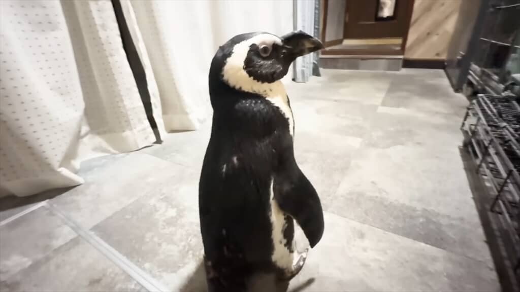 人間と一緒に暮らすペンギンの愛情表現