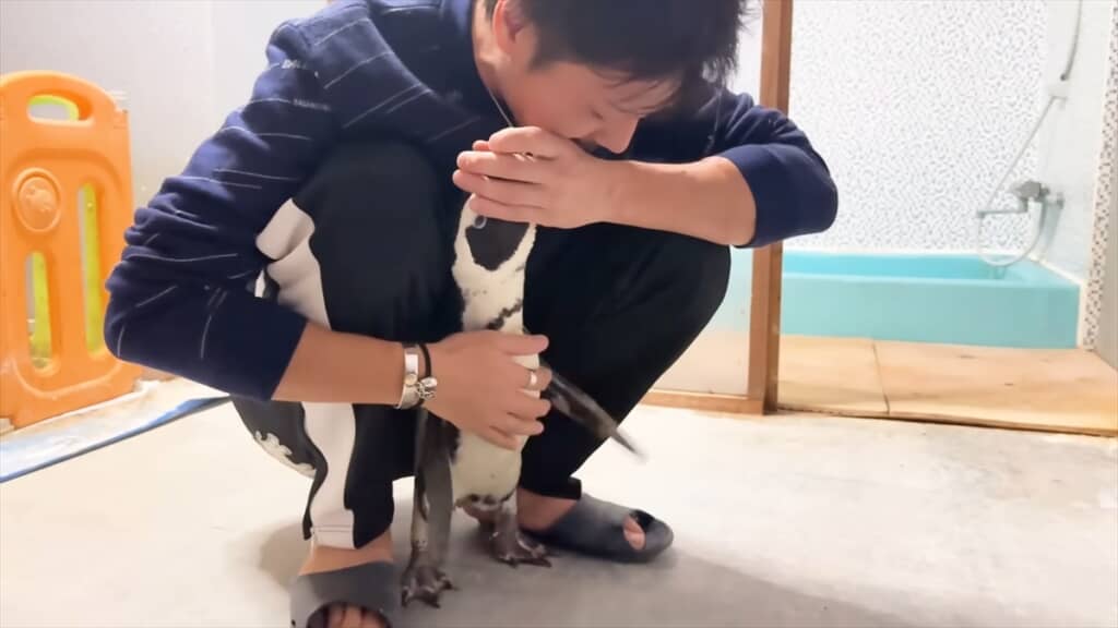 人間と一緒に暮らすペンギンの愛情表現