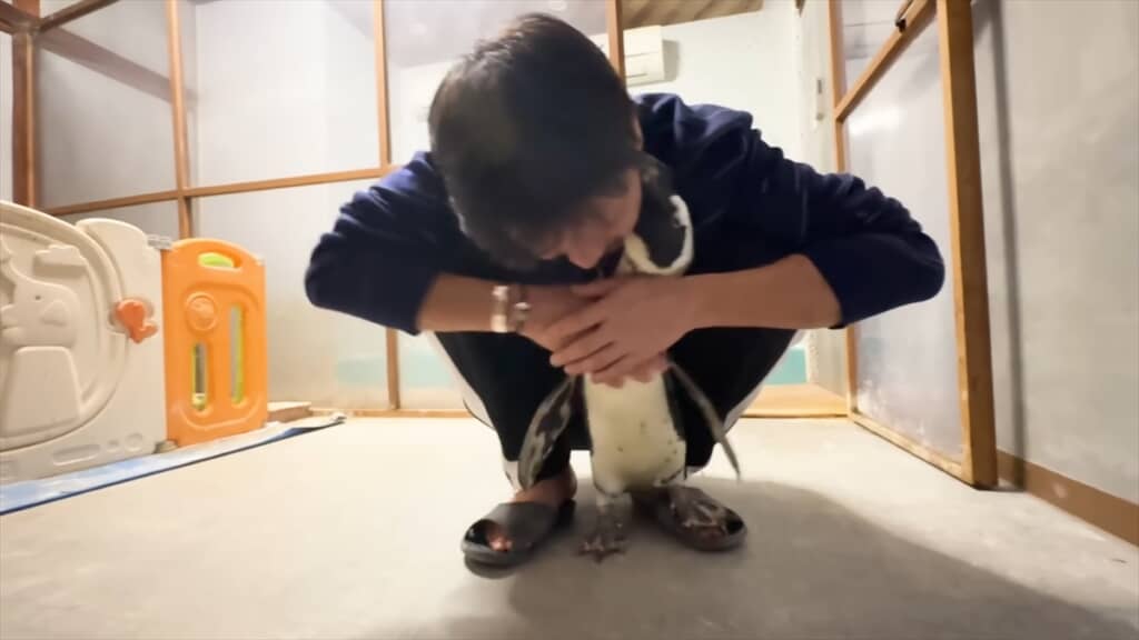 人間と一緒に暮らすペンギンの愛情表現
