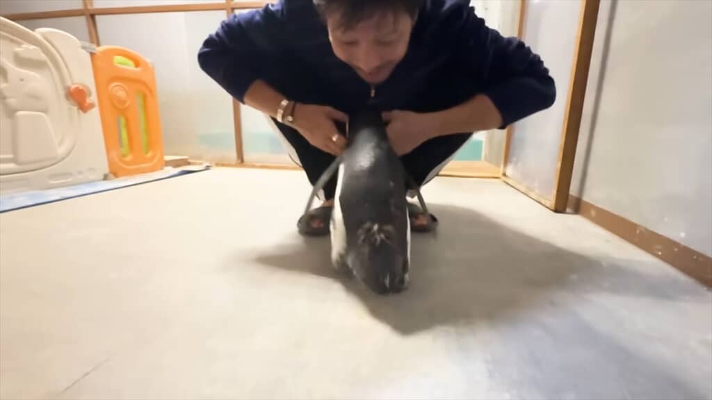 人間と一緒に暮らすペンギンの愛情表現