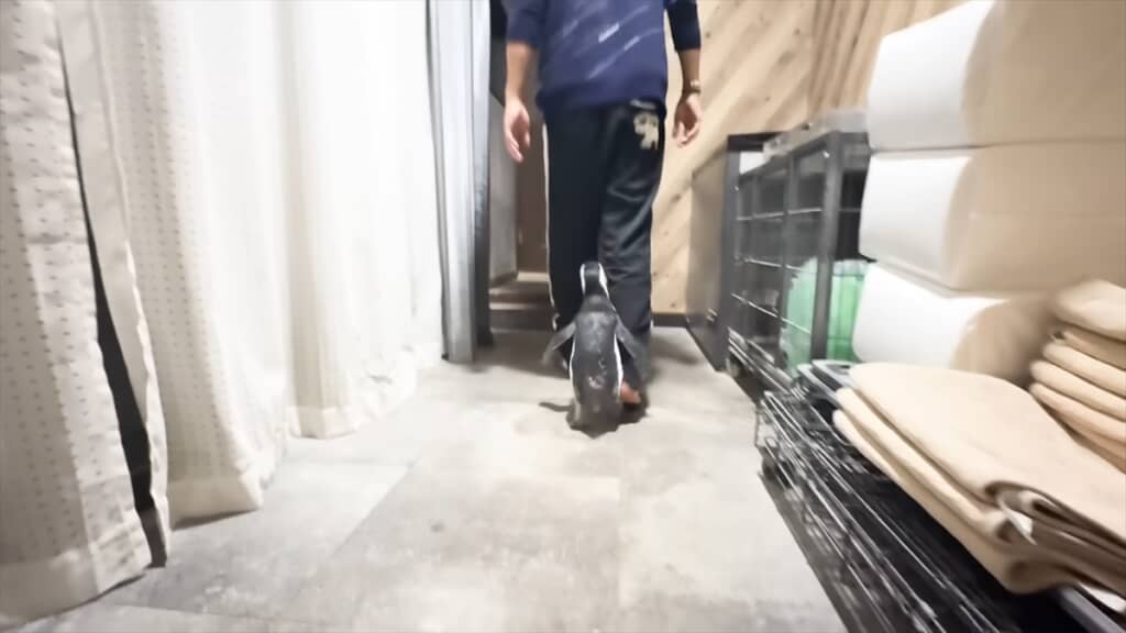 人間と一緒に暮らすペンギンの愛情表現