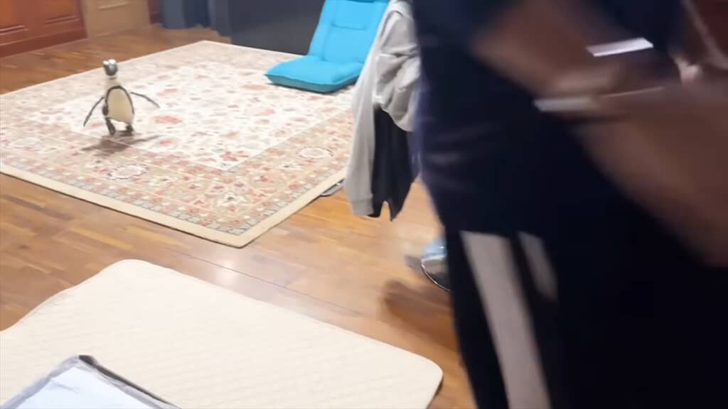 人間と一緒に暮らすペンギンの愛情表現