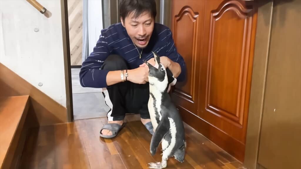 人間と一緒に暮らすペンギンの愛情表現