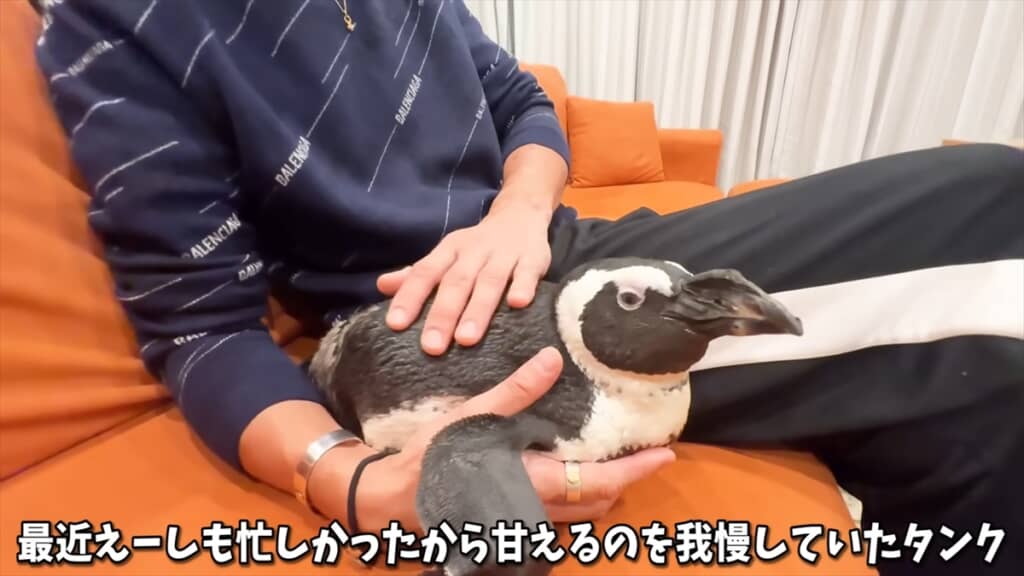 人間と一緒に暮らすペンギンの愛情表現