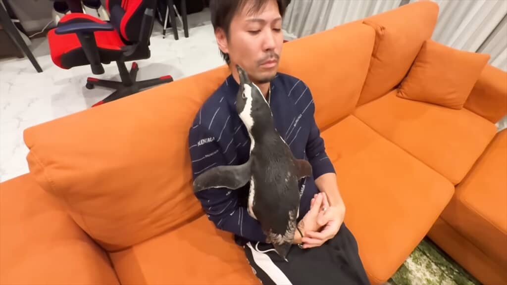 人間と一緒に暮らすペンギンの愛情表現