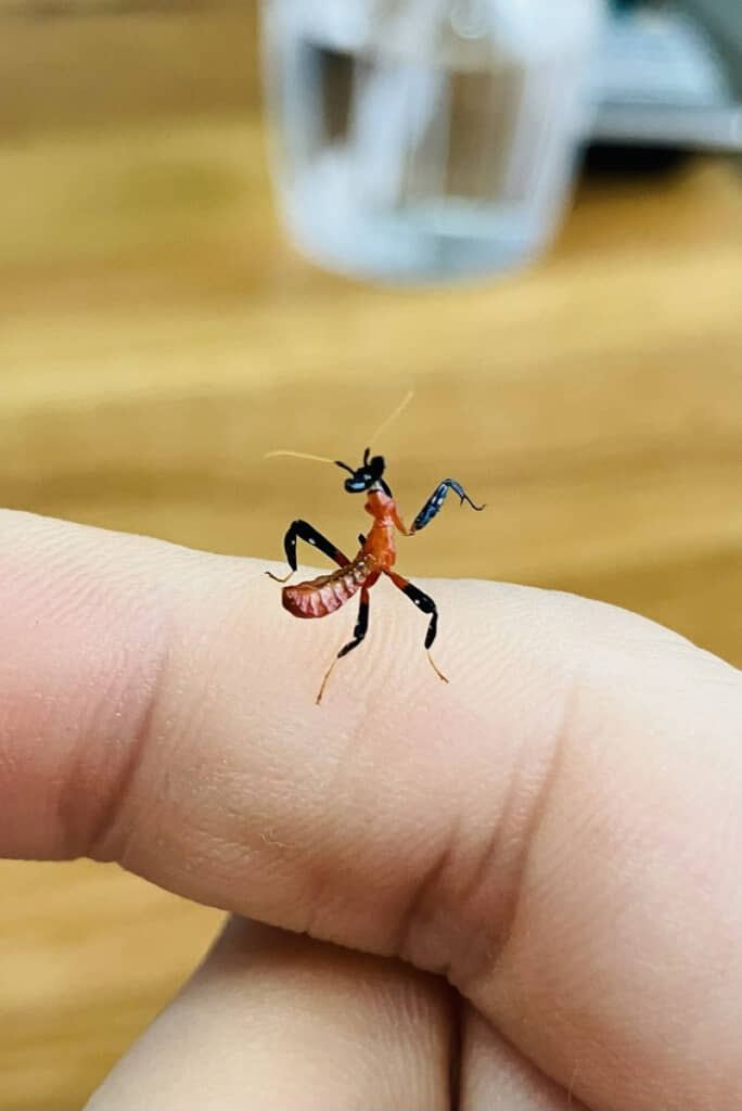 とても小さい赤ちゃんハナカマキリ