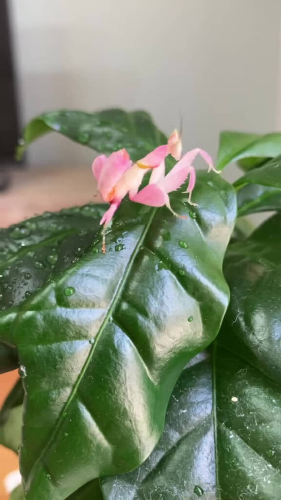 葉の上にピンクの……カマキリ？