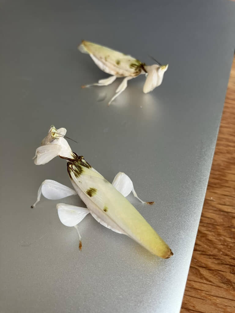 成虫はまるで花びら