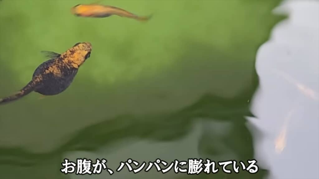 「過抱卵」で余命わずかなメダカを育ててみる