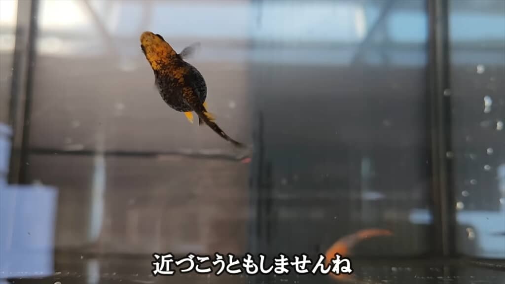 「過抱卵」で余命わずかなメダカを育ててみる