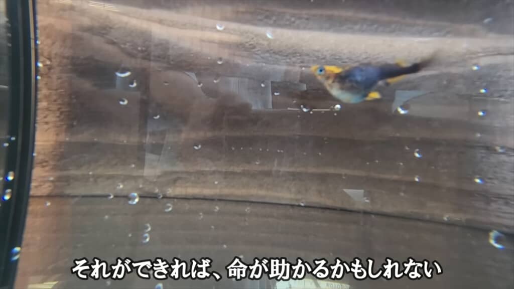 「過抱卵」で余命わずかなメダカを育ててみる