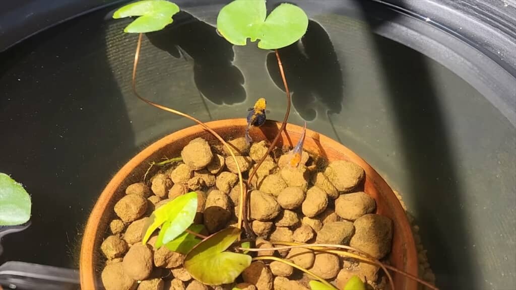 「過抱卵」で余命わずかなメダカを育ててみる