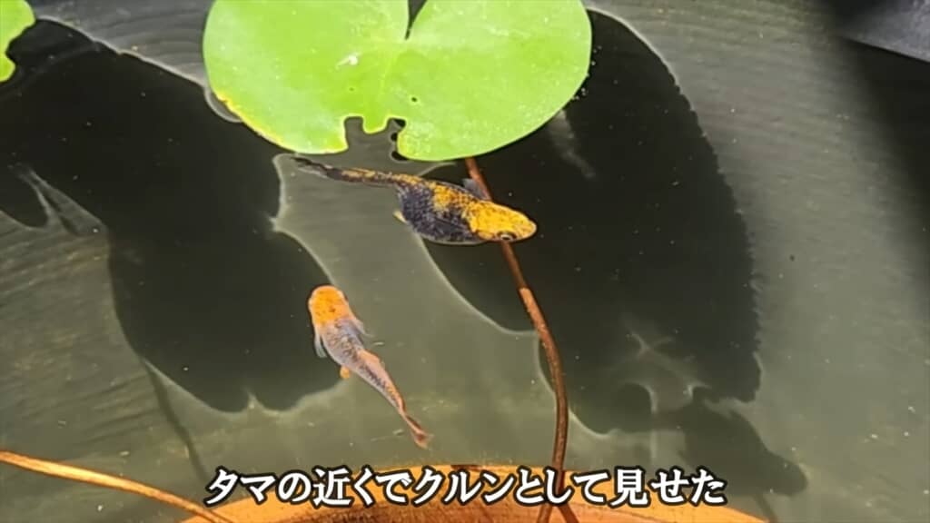 「過抱卵」で余命わずかなメダカを育ててみる