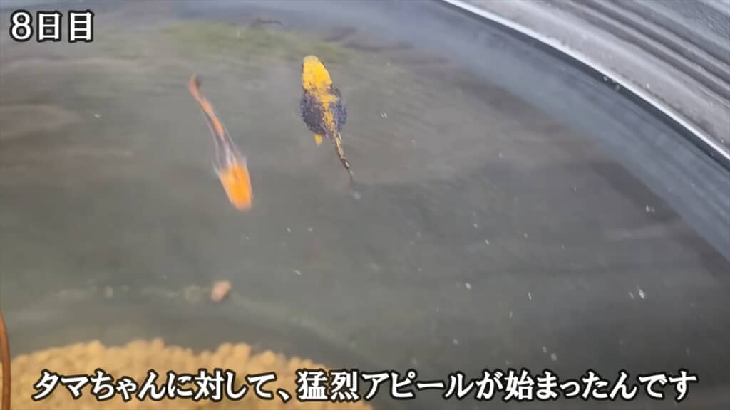 「過抱卵」で余命わずかなメダカを育ててみる