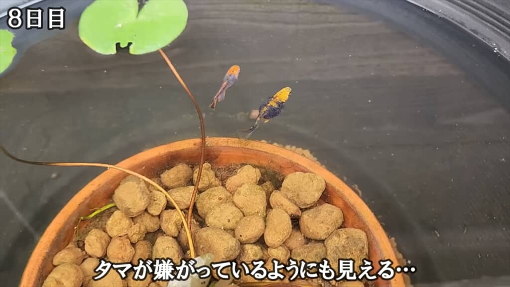 「過抱卵」で余命わずかなメダカを育ててみる