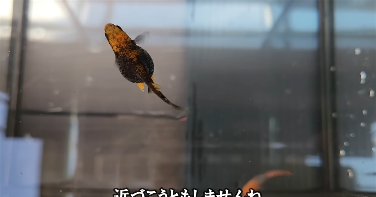 余命1週間「もう助からない」と言われたメダカを引き取ったら……　1週間後の姿に「ちょっと感動…」（1/3） | その他生き物 ねとらぼ