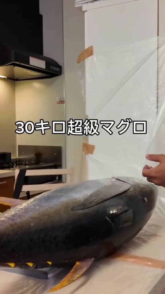 パパが釣ってきた30キロ超えのマグロ