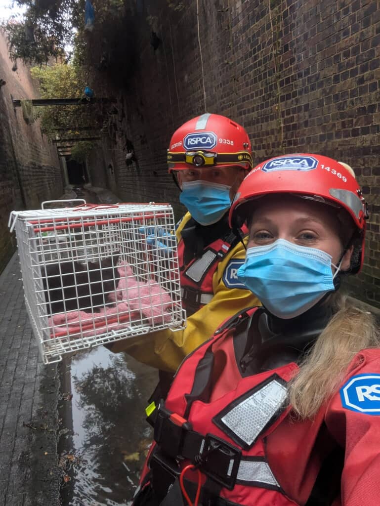 子猫の救助に成功