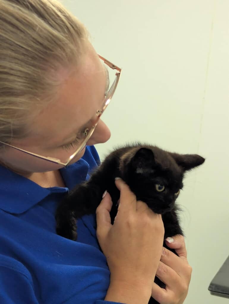 無事に保護された子猫