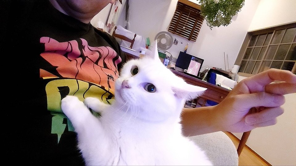 お父さんが大好きな三女の白猫ちゃん