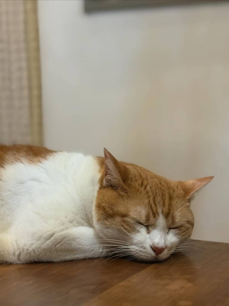 気持ち良さそうに眠る次女