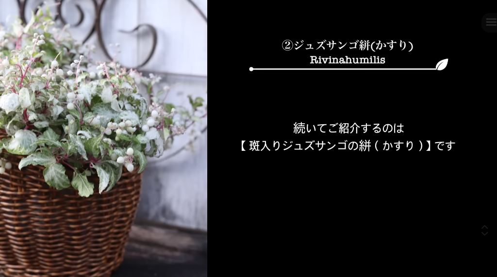 ジュズサンゴ絣