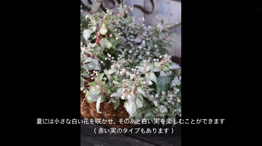 白い実がかわいい