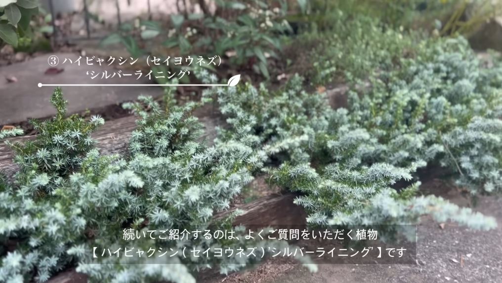 ハイビャクシン（セイヨウネズ）“シルバーライニング”