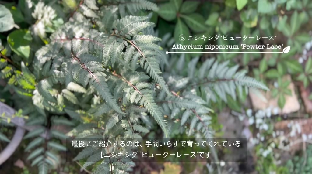 ニシキシダ“ピューターレース”